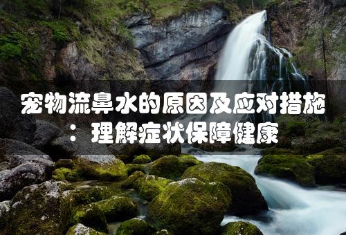 宠物流鼻水的原因及应对措施：理解症状保障健康