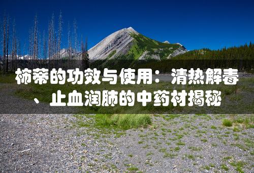 柿蒂的功效与使用：清热解毒、止血润肺的中药材揭秘