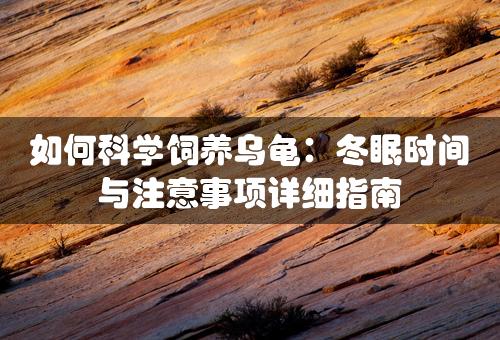 如何科学饲养乌龟：冬眠时间与注意事项详细指南