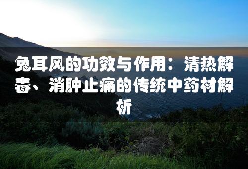 兔耳风的功效与作用：清热解毒、消肿止痛的传统中药材解析