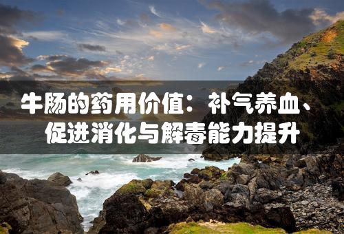 牛肠的药用价值：补气养血、促进消化与解毒能力提升