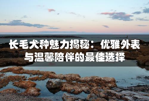 长毛犬种魅力揭秘：优雅外表与温馨陪伴的最佳选择