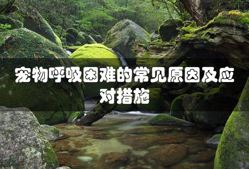 宠物呼吸困难的常见原因及应对措施