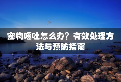 宠物呕吐怎么办？有效处理方法与预防指南