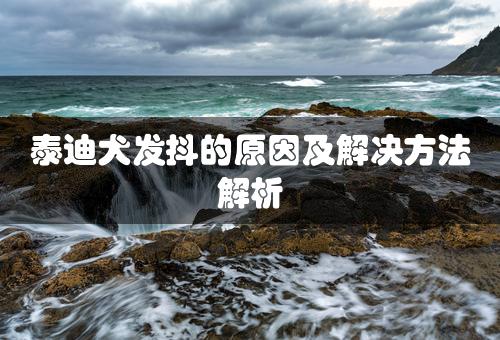 泰迪犬发抖的原因及解决方法解析