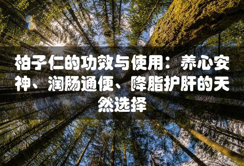 柏子仁的功效与使用：养心安神、润肠通便、降脂护肝的天然选择