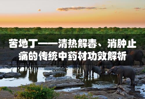 苦地丁——清热解毒、消肿止痛的传统中药材功效解析