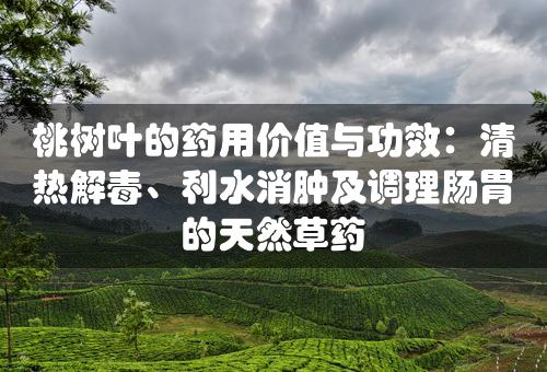 桃树叶的药用价值与功效：清热解毒、利水消肿及调理肠胃的天然草药