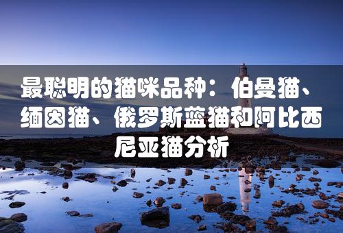 最聪明的猫咪品种：伯曼猫、缅因猫、俄罗斯蓝猫和阿比西尼亚猫分析