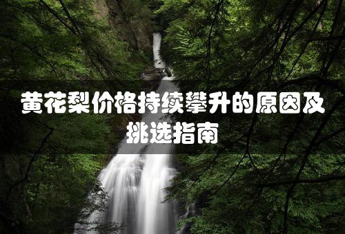 黄花梨价格持续攀升的原因及挑选指南