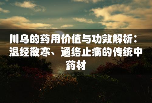 川乌的药用价值与功效解析：温经散寒、通络止痛的传统中药材