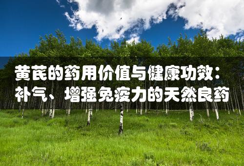 黄芪的药用价值与健康功效：补气、增强免疫力的天然良药