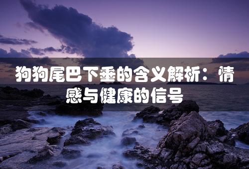 狗狗尾巴下垂的含义解析：情感与健康的信号