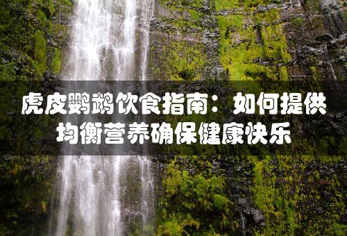 虎皮鹦鹉饮食指南：如何提供均衡营养确保健康快乐