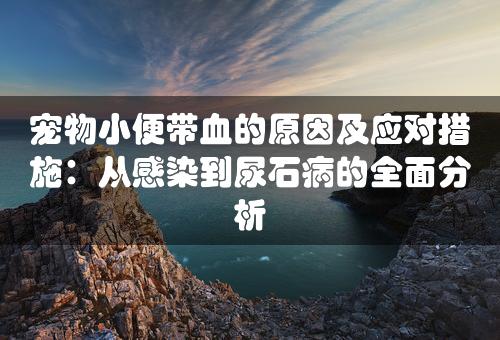 宠物小便带血的原因及应对措施：从感染到尿石病的全面分析