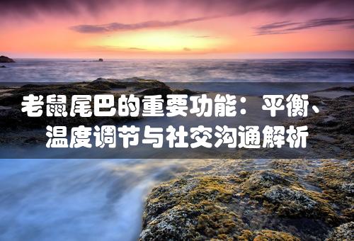 老鼠尾巴的重要功能：平衡、温度调节与社交沟通解析