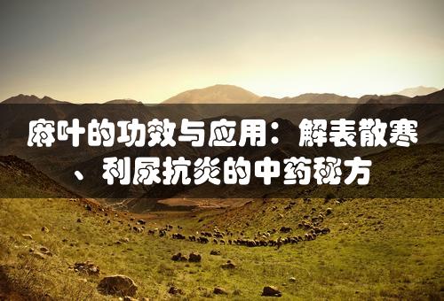 麻叶的功效与应用：解表散寒、利尿抗炎的中药秘方