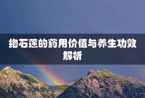 抱石莲的药用价值与养生功效解析