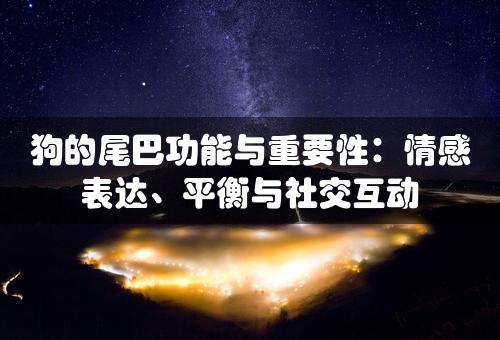 狗的尾巴功能与重要性：情感表达、平衡与社交互动