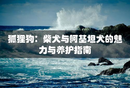 狐狸狗：柴犬与阿基坦犬的魅力与养护指南