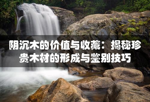 阴沉木的价值与收藏：揭秘珍贵木材的形成与鉴别技巧