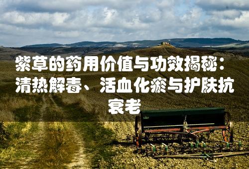 紫草的药用价值与功效揭秘：清热解毒、活血化瘀与护肤抗衰老