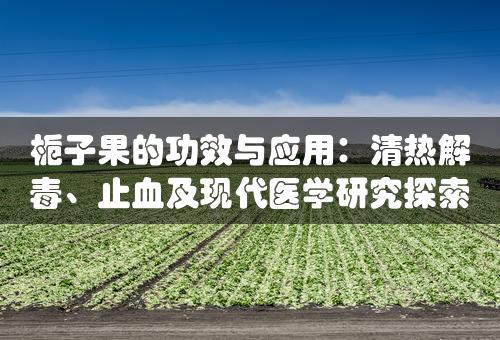 栀子果的功效与应用：清热解毒、止血及现代医学研究探索