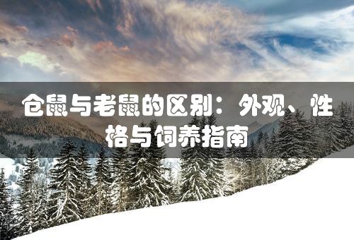 仓鼠与老鼠的区别：外观、性格与饲养指南