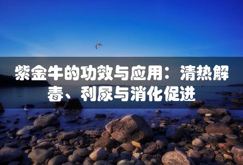 紫金牛的功效与应用：清热解毒、利尿与消化促进