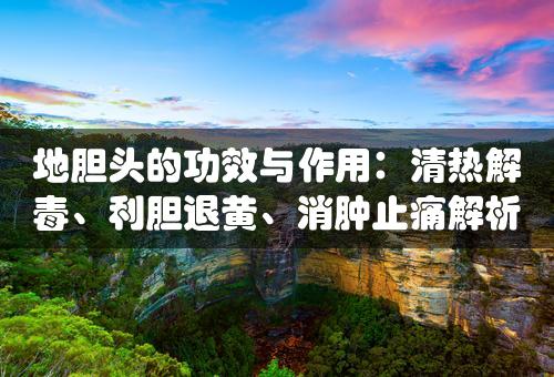 地胆头的功效与作用：清热解毒、利胆退黄、消肿止痛解析