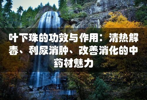 叶下珠的功效与作用：清热解毒、利尿消肿、改善消化的中药材魅力