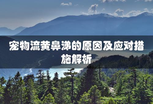 宠物流黄鼻涕的原因及应对措施解析