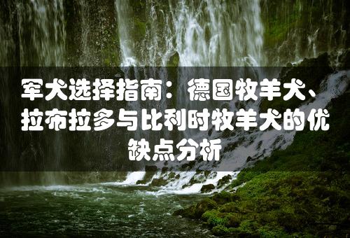 军犬选择指南：德国牧羊犬、拉布拉多与比利时牧羊犬的优缺点分析