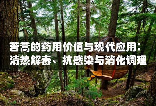 苦蒿的药用价值与现代应用：清热解毒、抗感染与消化调理