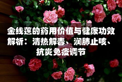 金线莲的药用价值与健康功效解析：清热解毒、润肺止咳、抗炎免疫调节