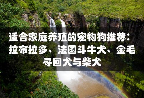 适合家庭养殖的宠物狗推荐：拉布拉多、法国斗牛犬、金毛寻回犬与柴犬