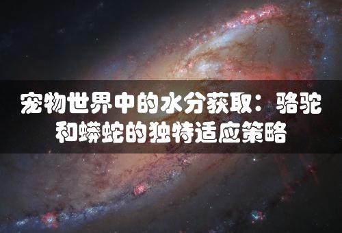 宠物世界中的水分获取：骆驼和蟒蛇的独特适应策略