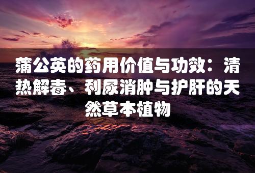 蒲公英的药用价值与功效：清热解毒、利尿消肿与护肝的天然草本植物