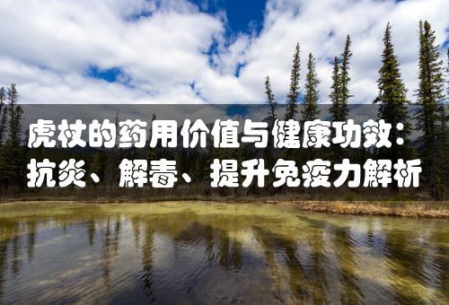 虎杖的药用价值与健康功效：抗炎、解毒、提升免疫力解析