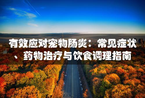 有效应对宠物肠炎：常见症状、药物治疗与饮食调理指南