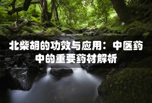 北柴胡的功效与应用：中医药中的重要药材解析