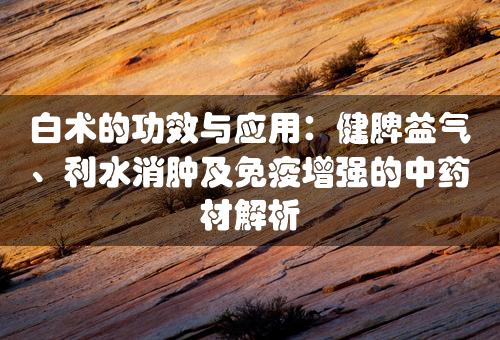 白术的功效与应用：健脾益气、利水消肿及免疫增强的中药材解析