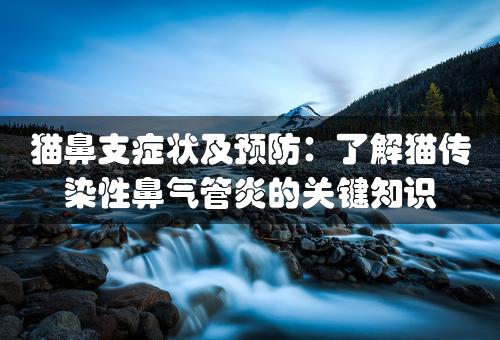 猫鼻支症状及预防：了解猫传染性鼻气管炎的关键知识