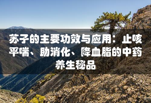 苏子的主要功效与应用：止咳平喘、助消化、降血脂的中药养生秘品