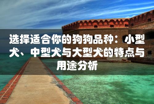 选择适合你的狗狗品种：小型犬、中型犬与大型犬的特点与用途分析