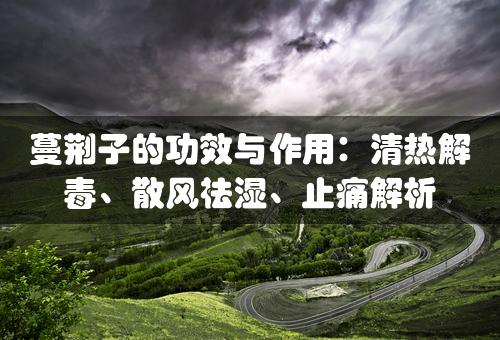 蔓荆子的功效与作用：清热解毒、散风祛湿、止痛解析