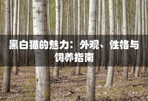 黑白猫的魅力：外观、性格与饲养指南