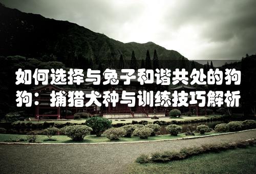 如何选择与兔子和谐共处的狗狗：捕猎犬种与训练技巧解析