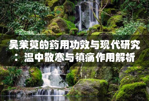 吴茱萸的药用功效与现代研究：温中散寒与镇痛作用解析