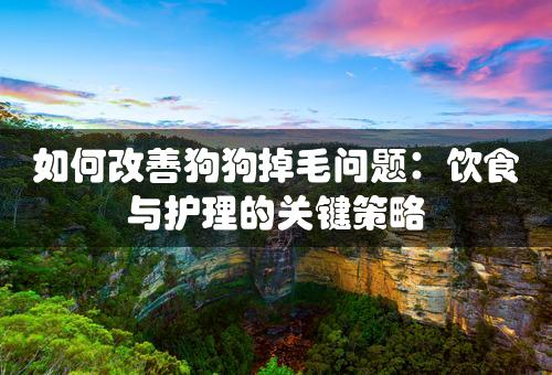 如何改善狗狗掉毛问题：饮食与护理的关键策略